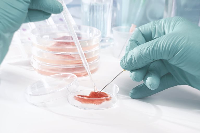 Scientists can produce cultured meat by growing animal tissue in vitro.