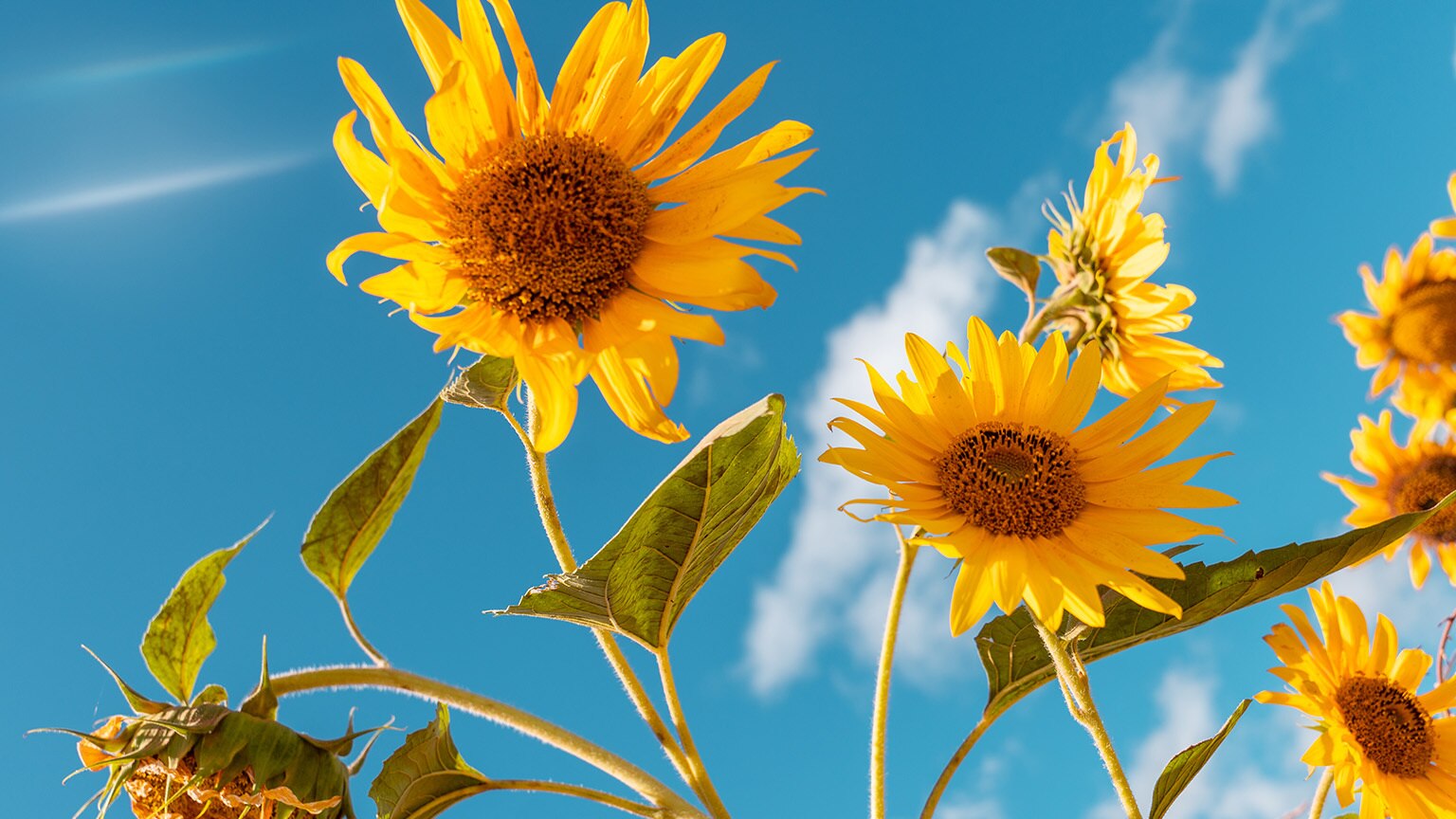 Panoramic view at the sunflower field in Tanzania near Iringa